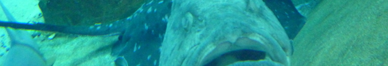 MARNI マルニ、知っておきたい情報。